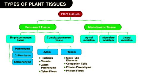 Image result for Plant Cell Tissue Types