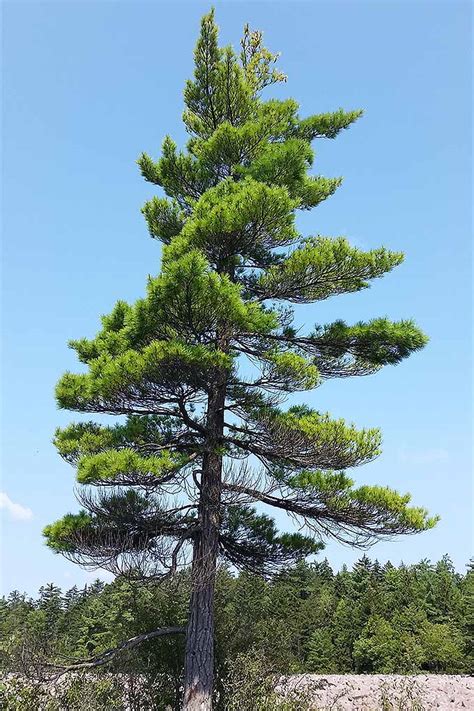 Image result for Pine Tree in Urdu