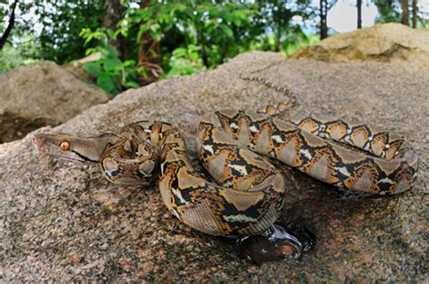 Boa vs Reticulated Python に対する画像結果