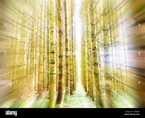 Linear Forest Graphic に対する画像結果