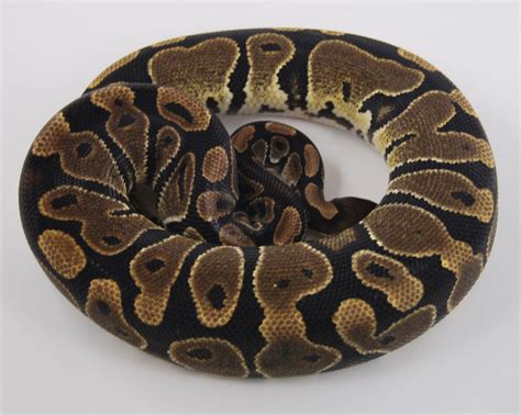 Image result for Bee Ball Python