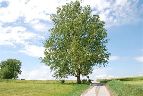 Free Photo Download Spring Landscape に対する画像結果