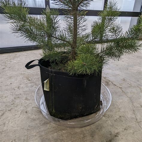 Tree Base Plate に対する画像結果