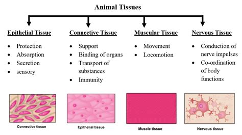 Image result for Animal Tissue Types