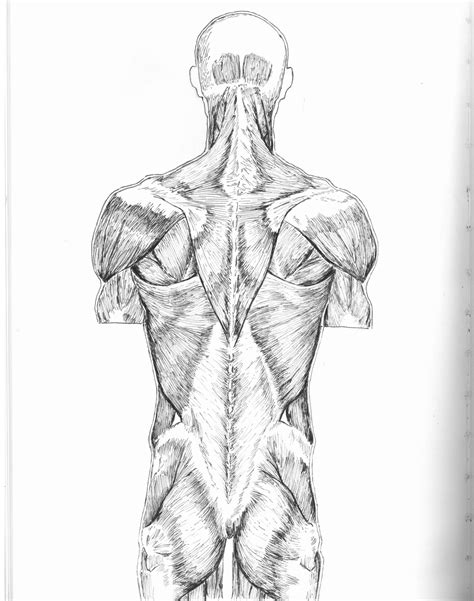 Résultat d’images pour Back Muscles Drawing Arms