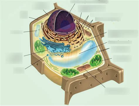 Plant Cell Diagram | Quizlet