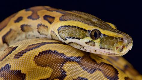 Image result for Python Snake Eating
