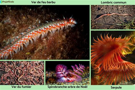 Types De Vers に対する画像結果