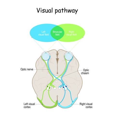 Image result for Visual Pathways in the Brain