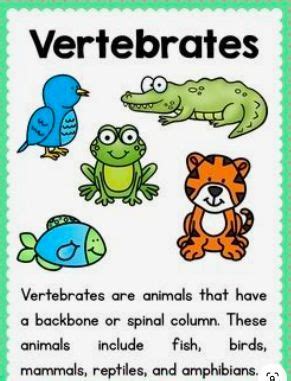 Animal Classification Poster に対する画像結果