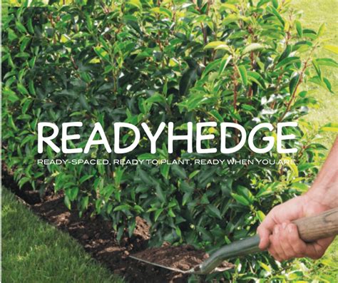 Image result for Hedge Plant Planting Guide