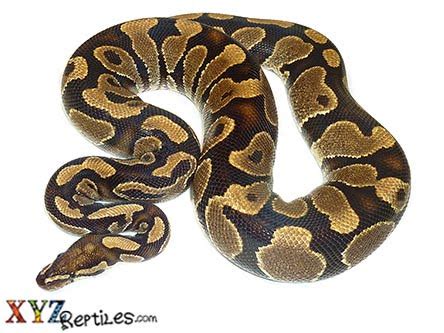 Image result for Python Snake Adult