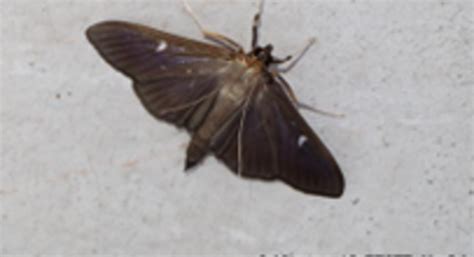 Image result for University Extension Box Tree Moth