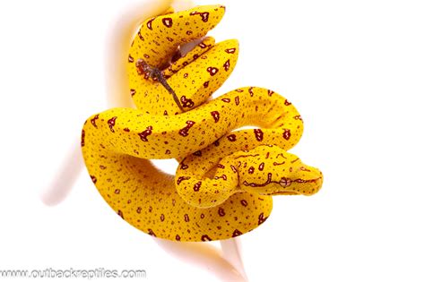 Image result for Yellow and Green Python