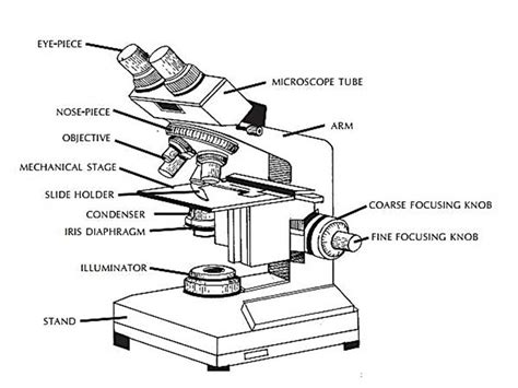 Image result for Compound Light Microscope Arm