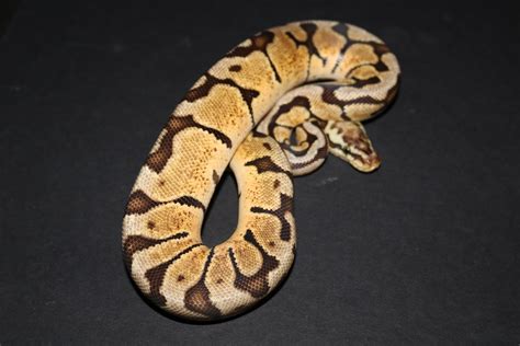 Image result for Woma Python X Ball Python
