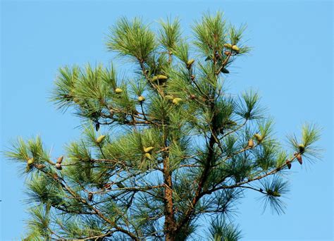 Image result for Pine Tree in Urdu