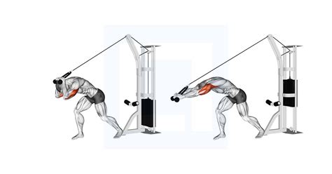 Cable Kickback - Guide, Benefits, and Form