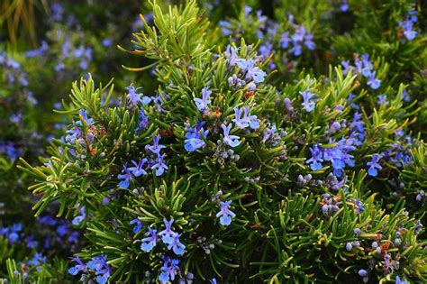 Hedge Planting Spacing Guide に対する画像結果