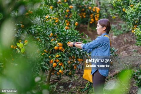 Afbeeldingsresultaten voor Orange Tree Picker