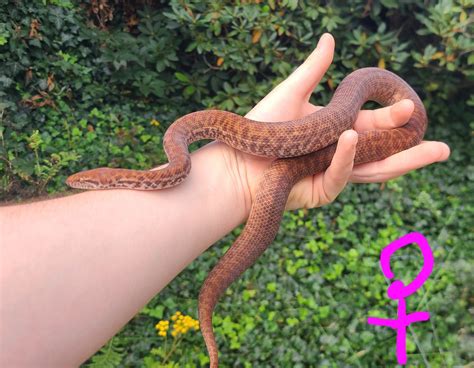 Image result for Pygmy Python