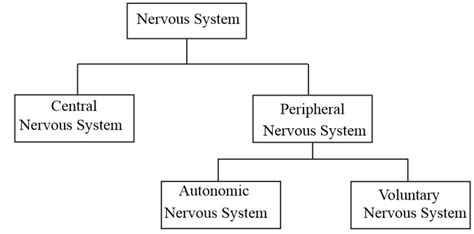 Image result for Flow Chart of Classification of PNS