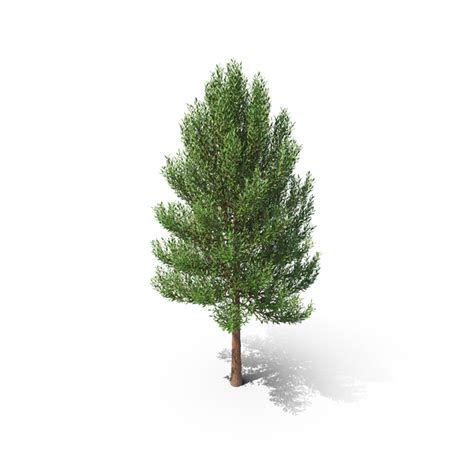 Image result for Cartesian Tree