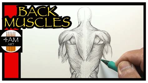 Résultat d’images pour Back Muscles Drawing Arms