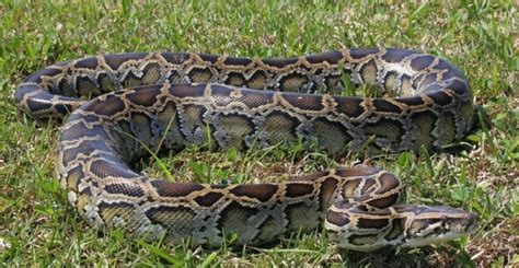 Burmese Python Facts-এর ছবি ফলাফল
