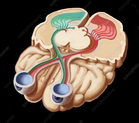 Image result for Visual Pathways in the Brain