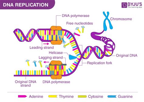 Image result for DNA Replication Process Steps
