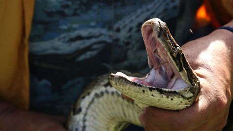 Burmese Python Teeth に対する画像結果