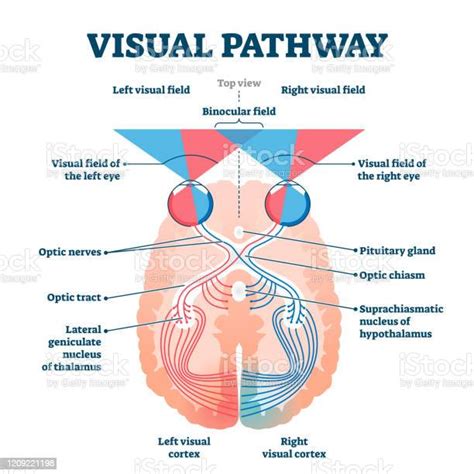 Image result for Visual Pathways in the Brain