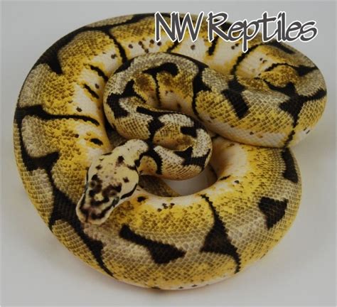 Image result for Bee Ball Python