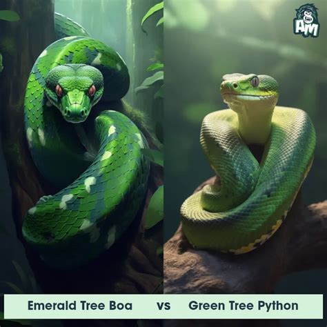 Boa vs Reticulated Python に対する画像結果