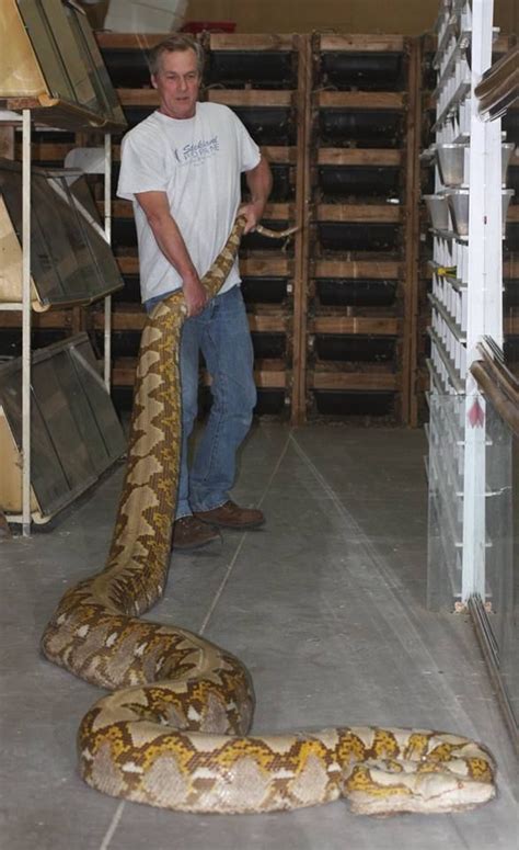 Image result for Largest Reticulated Python