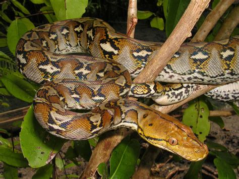 Image result for Reticulated Python Humanoid