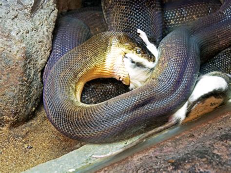 Image result for Python Snake Eating