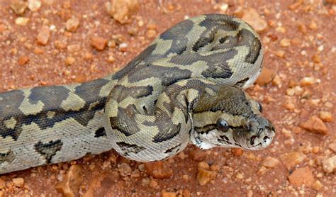 Image result for African Python Species Identification