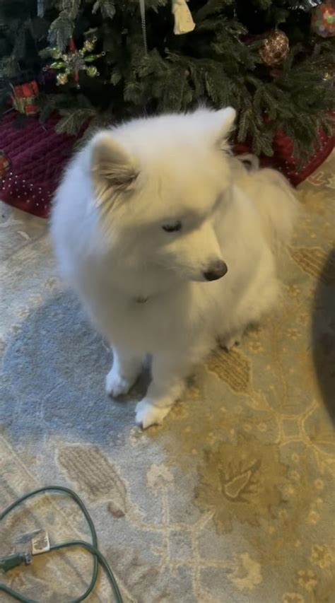 Image result for Guilty Huskies