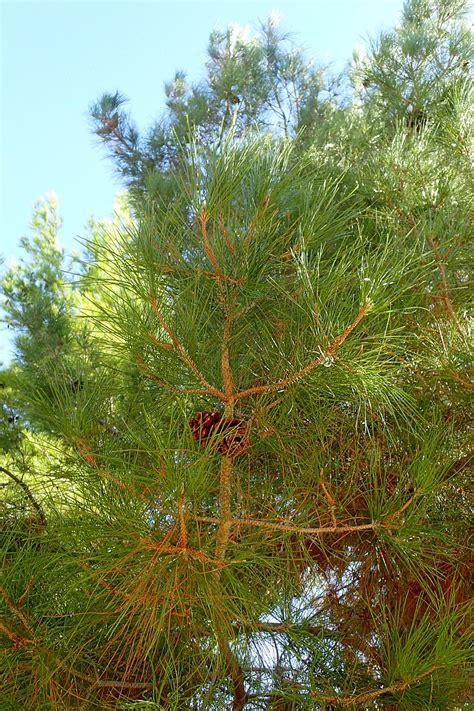 Image result for Pine Tree in Urdu
