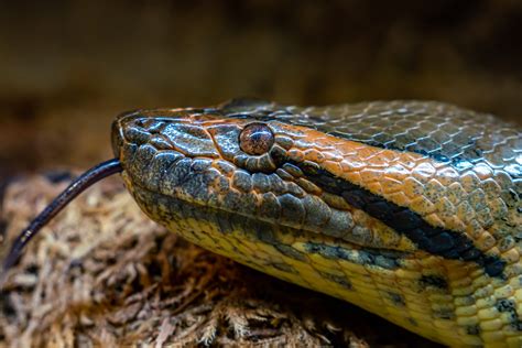 Toradh íomhá ar Largest Anaconda Python