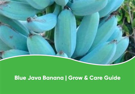 Image result for Blue Java Banana