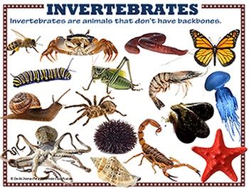 Animal Classification Poster に対する画像結果