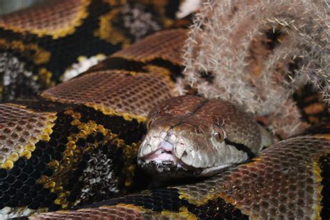 Image result for Reticulated Python Florida