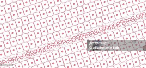 Image result for Tissue Blood Layers