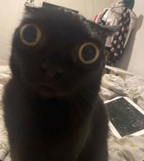 Image result for Black Cat PFP with Hat