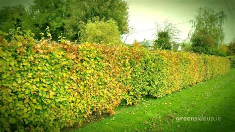 Image result for Hedge Plant Planting Guide