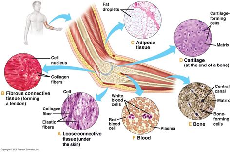 Connective Tissues | Tissue types, Loose connective tissue, Tissue biology
