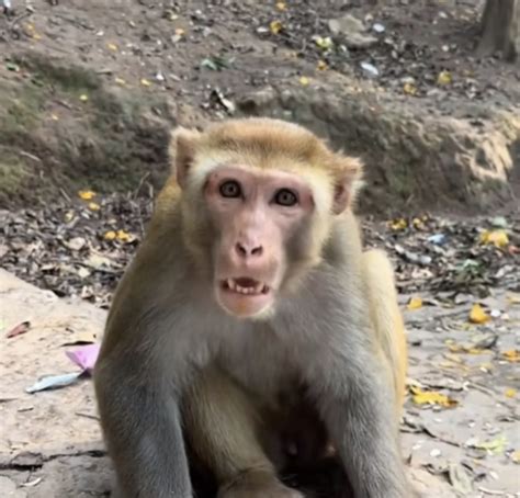 Local Barb Roblox に対する画像結果